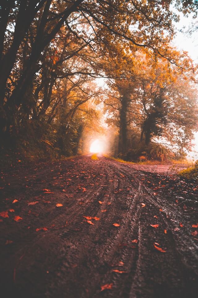 Autumn trees with golden and red foliage